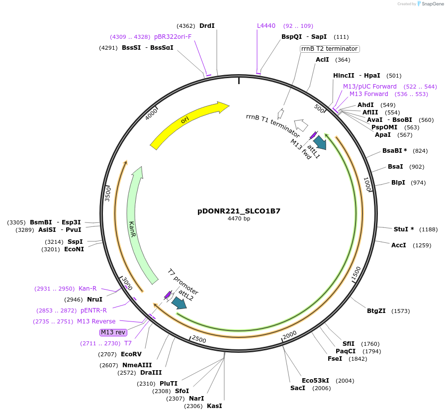 132212-plasmid-map-sequence-id-261798