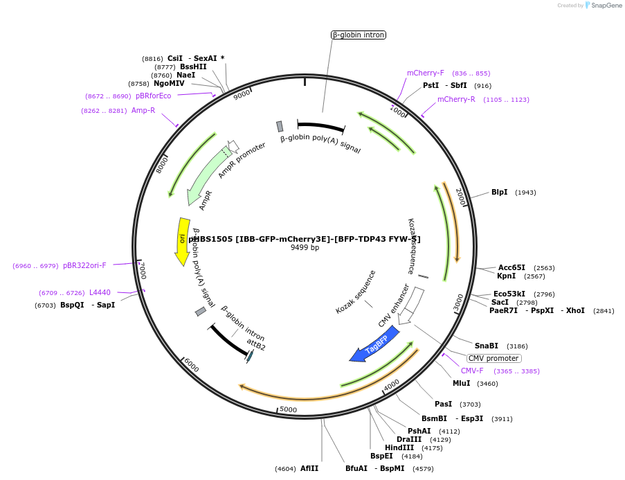 133329-plasmid-map-sequence-id-261800