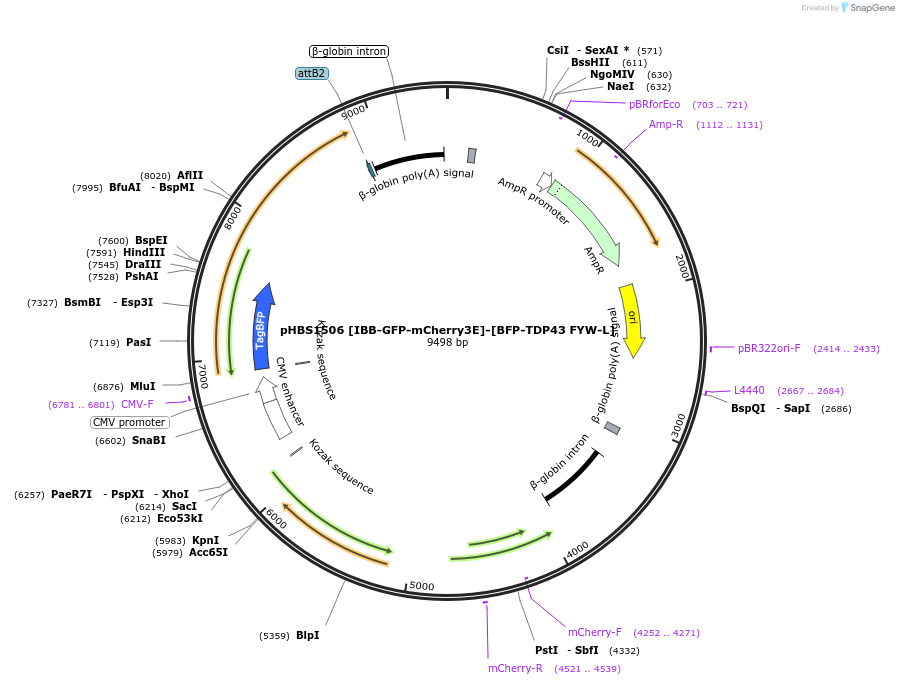 133330-plasmid-map-sequence-id-261806