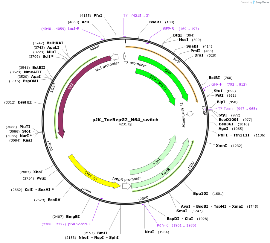132743-plasmid-map-sequence-id-261808