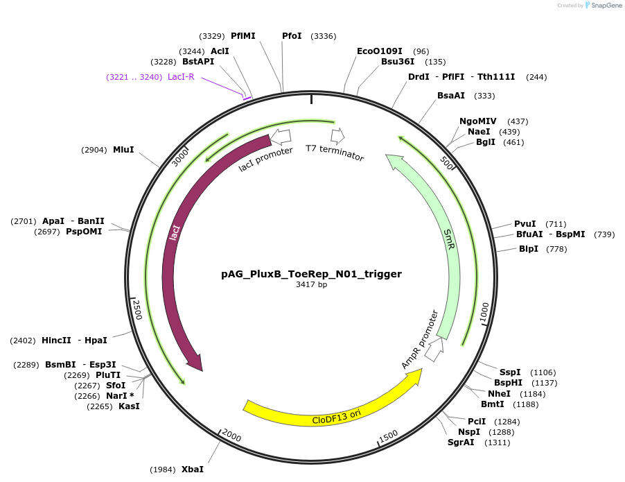 132736-plasmid-map-sequence-id-261826