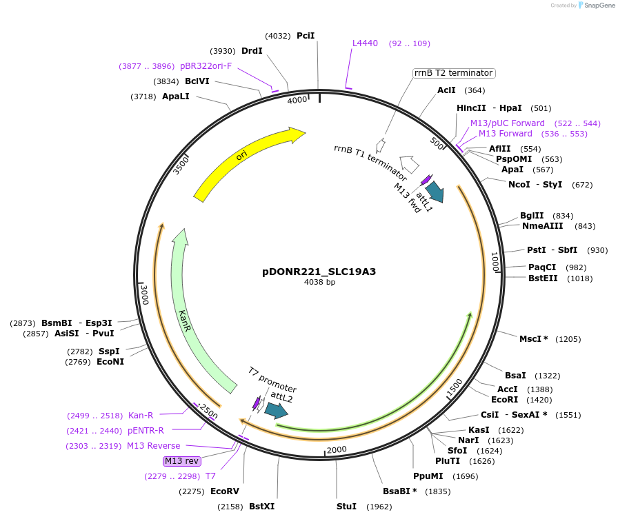 132045-plasmid-map-sequence-id-261835