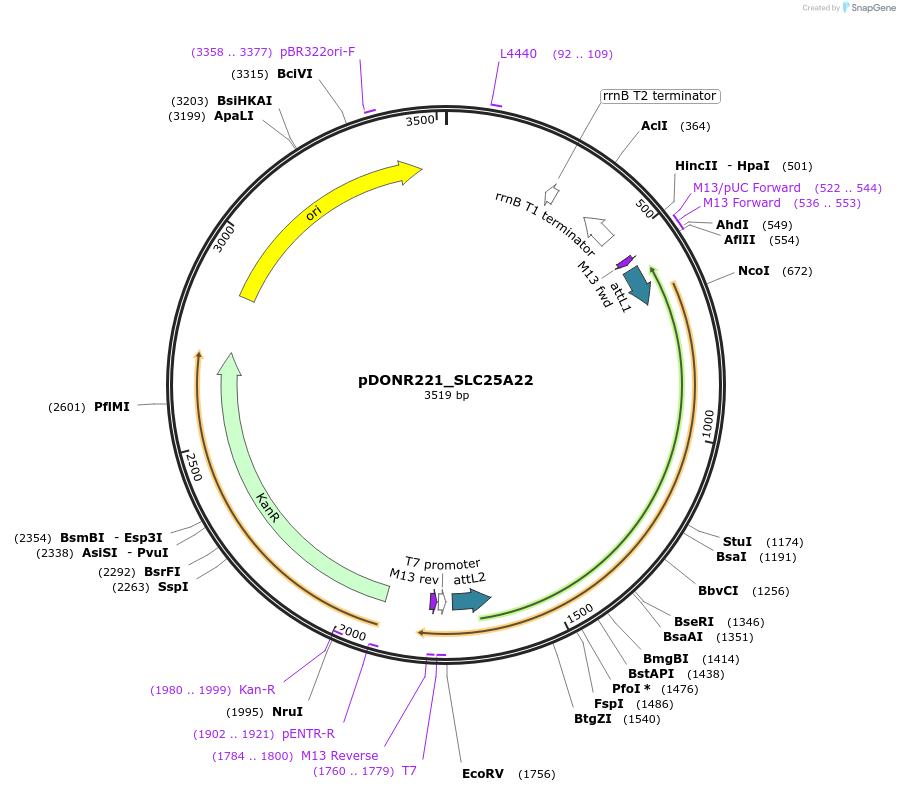 132051-plasmid-map-sequence-id-261848