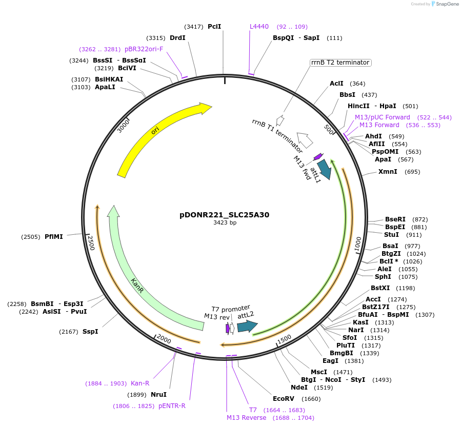132052-plasmid-map-sequence-id-261912