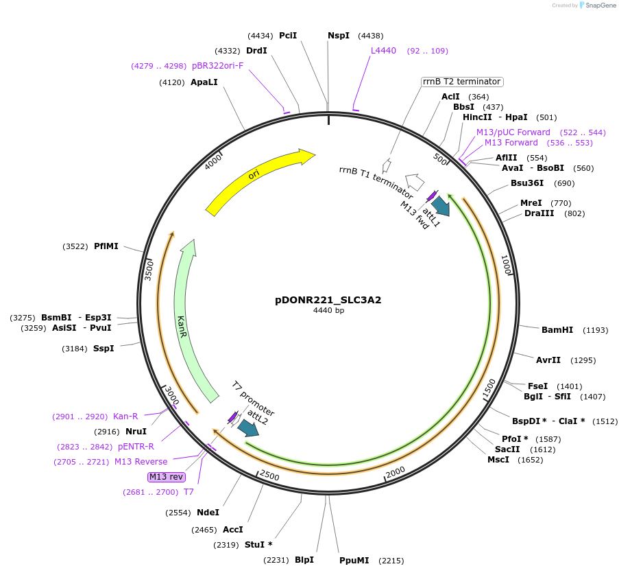 132213-plasmid-map-sequence-id-261916