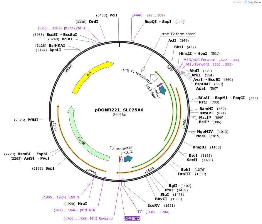 132055-plasmid-map-sequence-id-261917