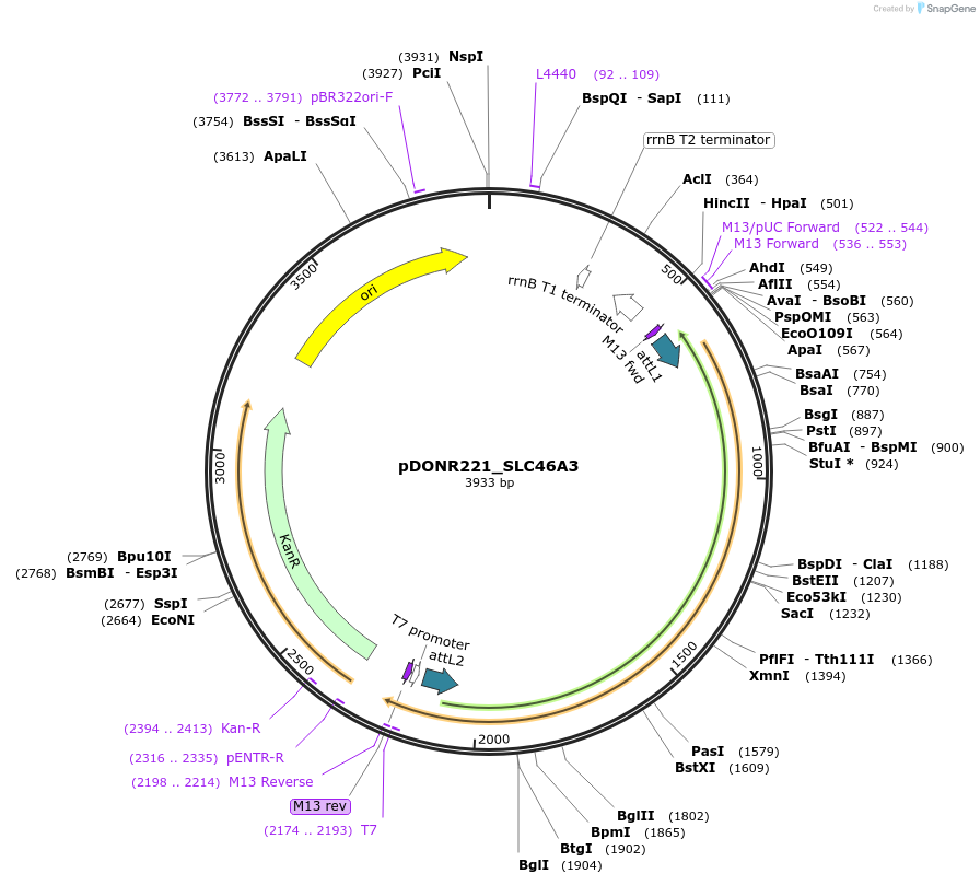 132215-plasmid-map-sequence-id-261919