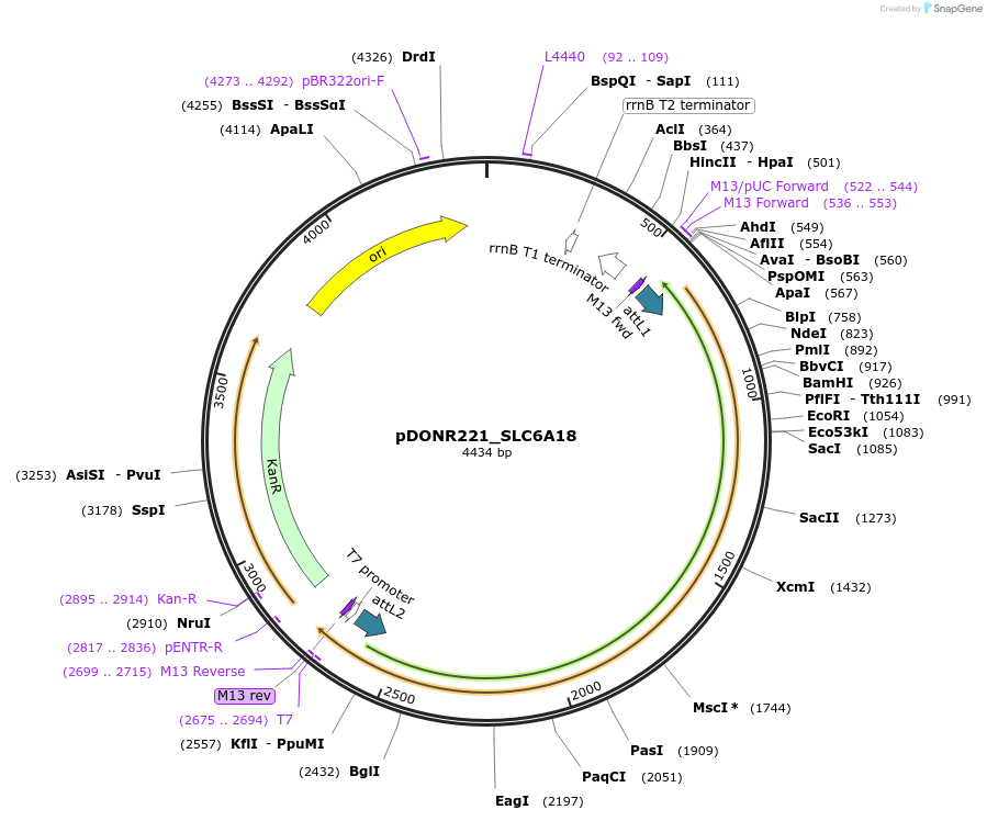 132219-plasmid-map-sequence-id-261961