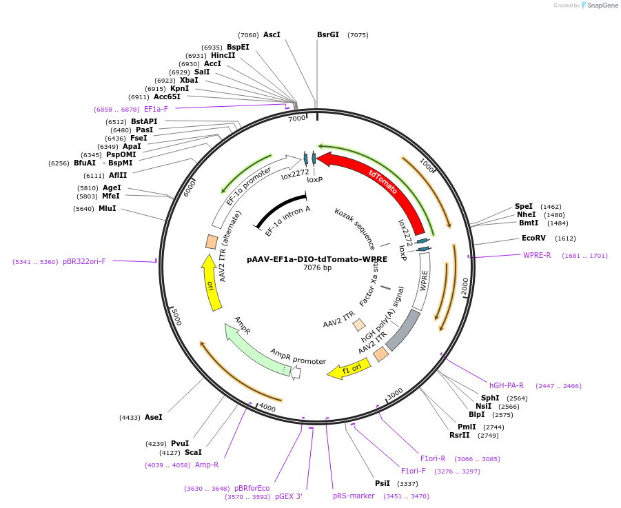 133786-plasmid-map-sequence-id-261963