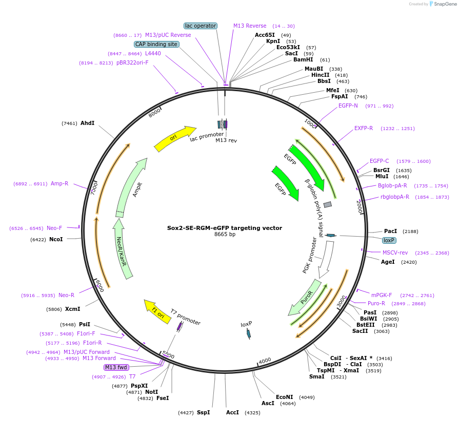 133045-plasmid-map-sequence-id-262064
