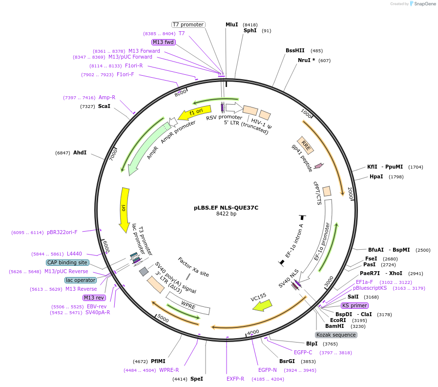 129325-plasmid-map-sequence-id-262076