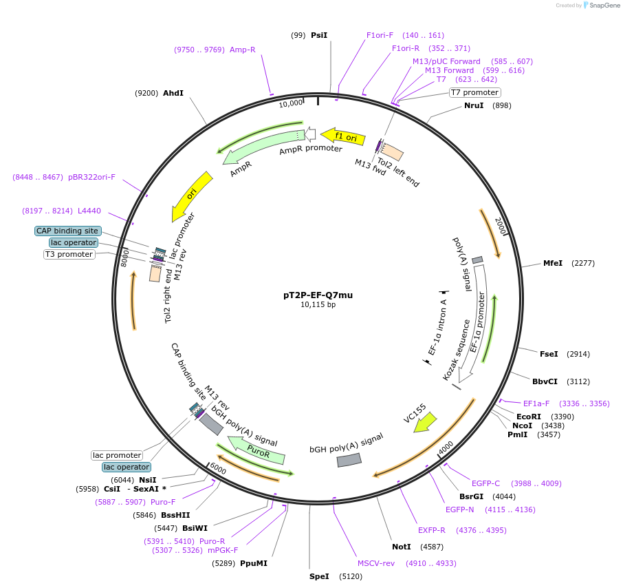 129303-plasmid-map-sequence-id-262082