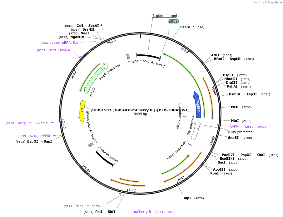 133327-plasmid-map-sequence-id-262084