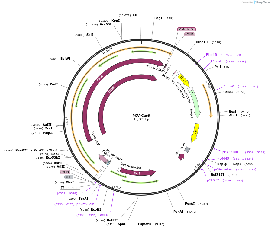 123643-plasmid-map-sequence-id-262117