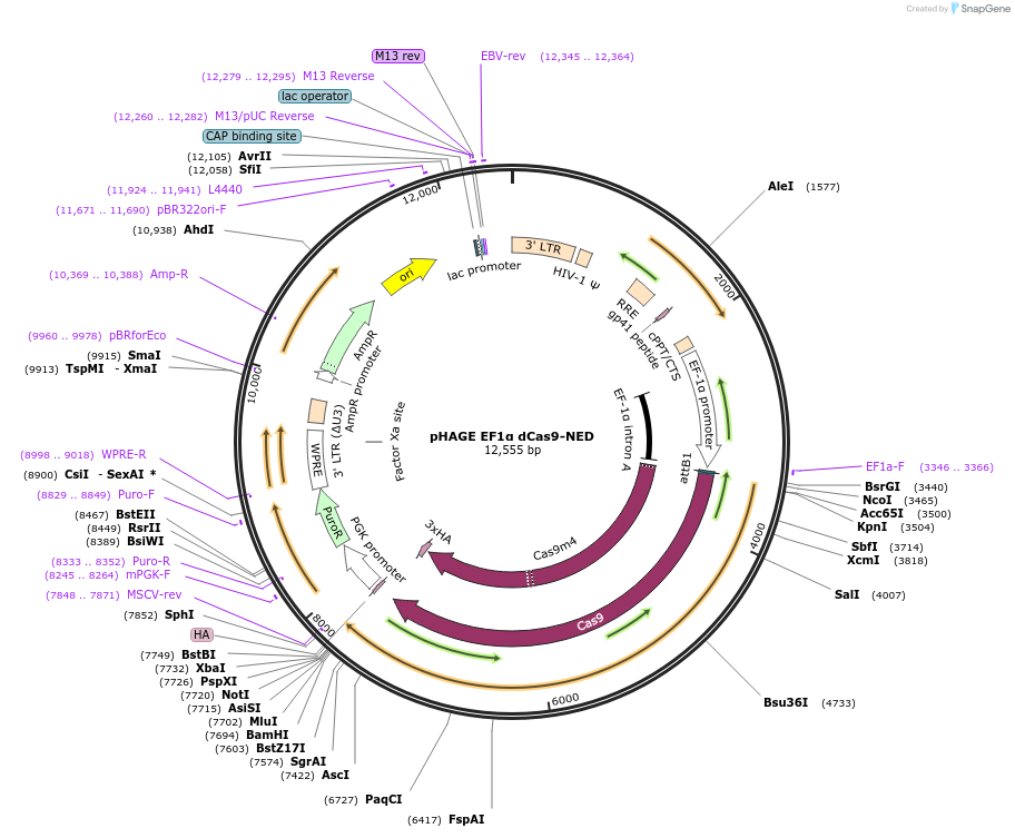 109369-plasmid-map-sequence-id-262414