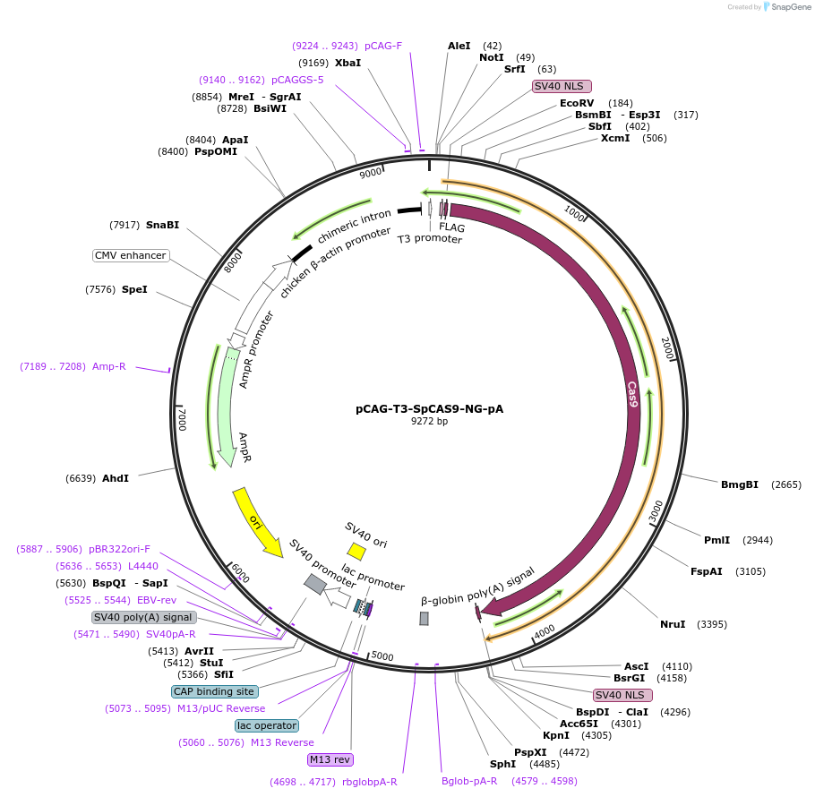 131465-plasmid-map-sequence-id-262447