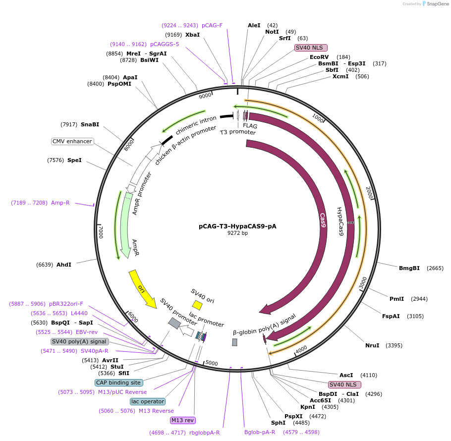 131467-plasmid-map-sequence-id-262453