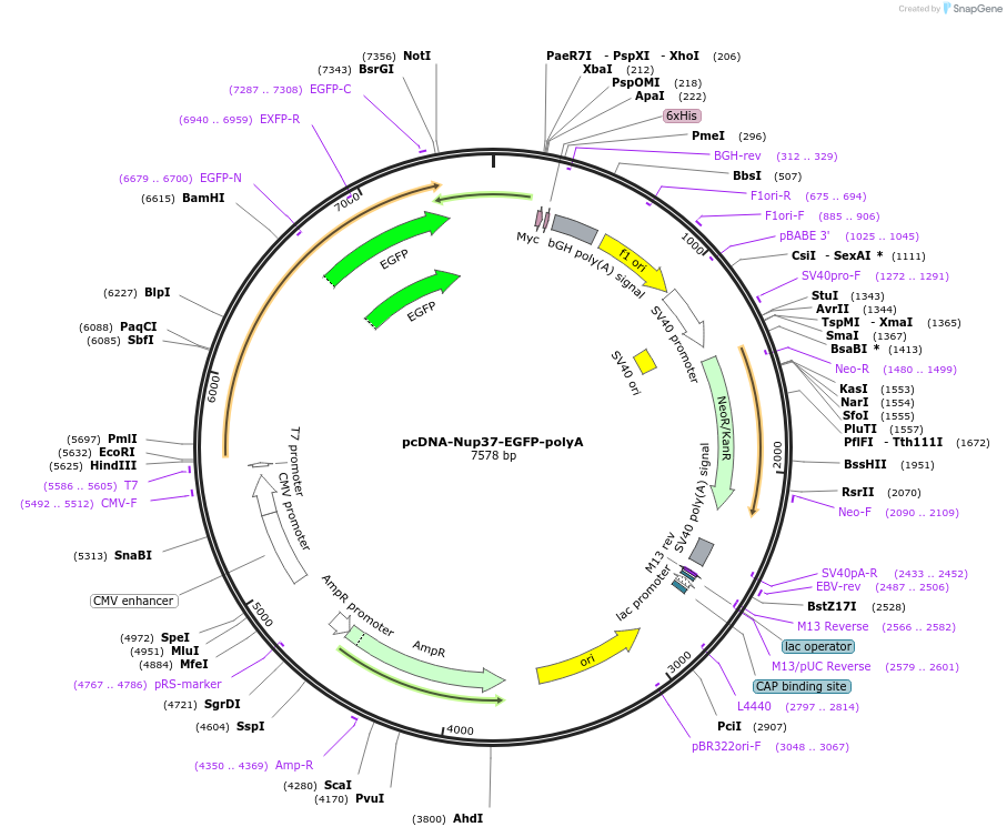 104562-plasmid-map-sequence-id-262454
