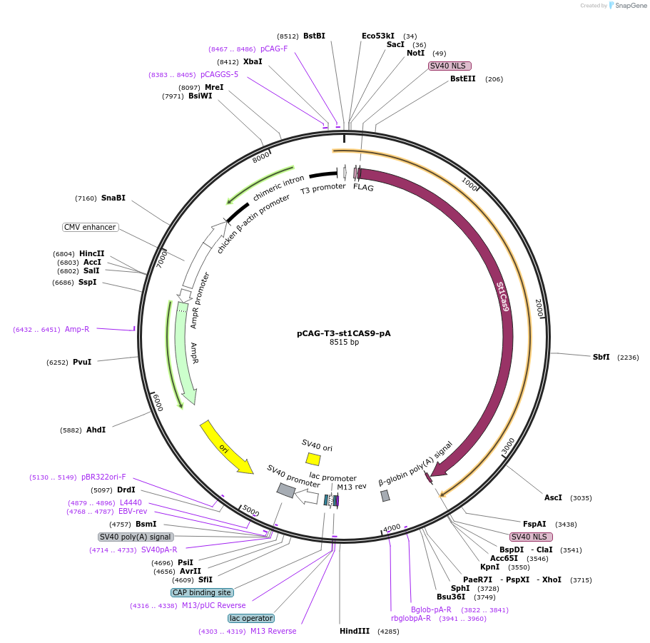 131542-plasmid-map-sequence-id-262465