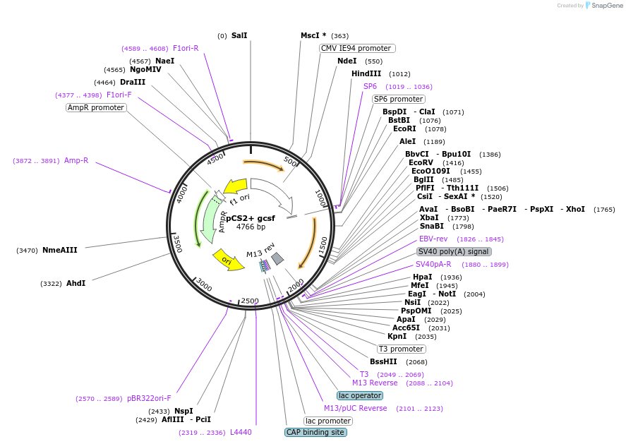 132947-plasmid-map-sequence-id-262625