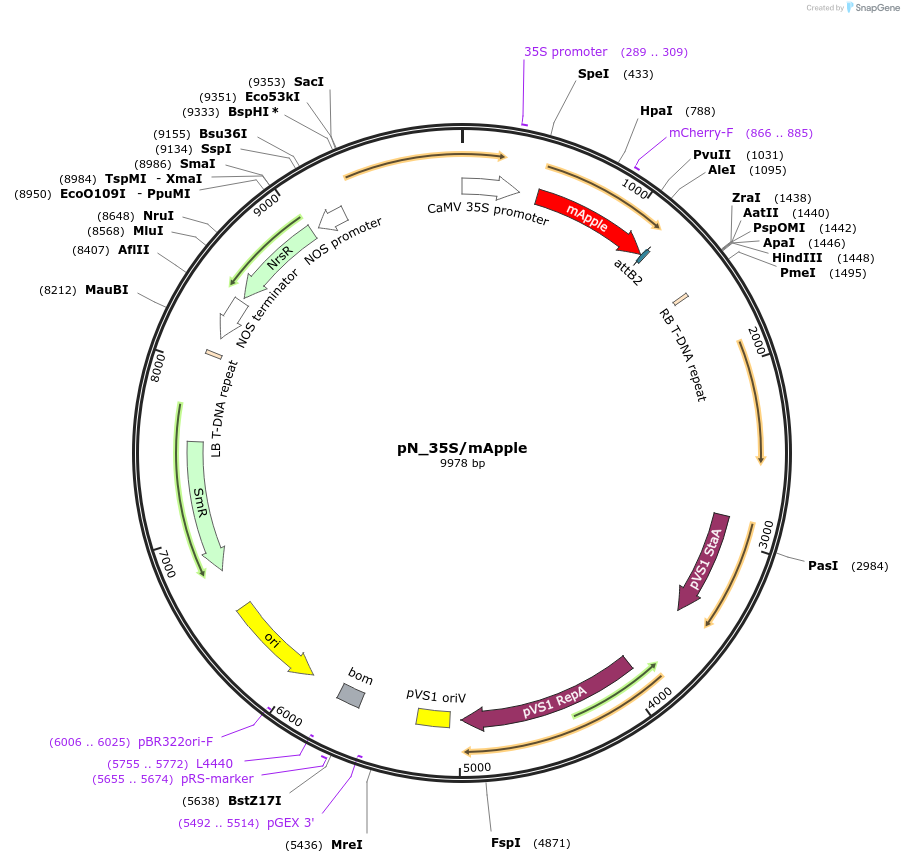132566-plasmid-map-sequence-id-262630