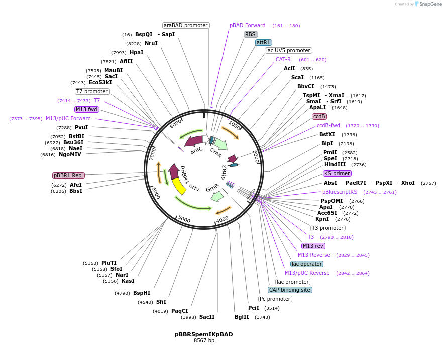129273-plasmid-map-sequence-id-262640