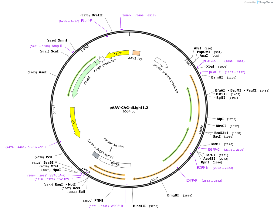 111069-plasmid-map-sequence-id-262645