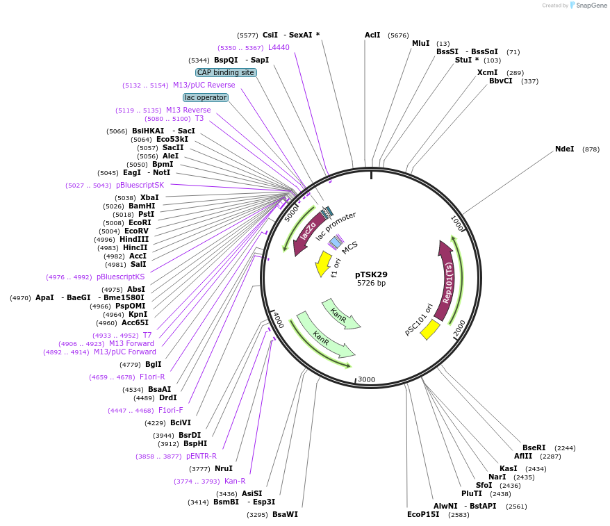 80779-plasmid-map-sequence-id-262664