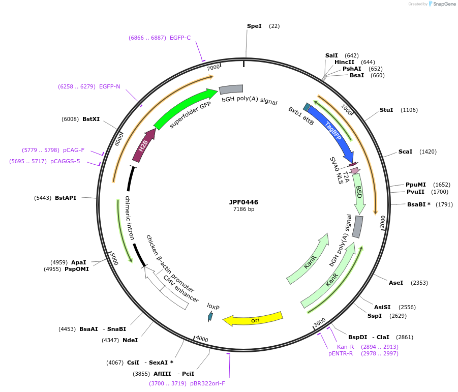 124022-plasmid-map-sequence-id-262666