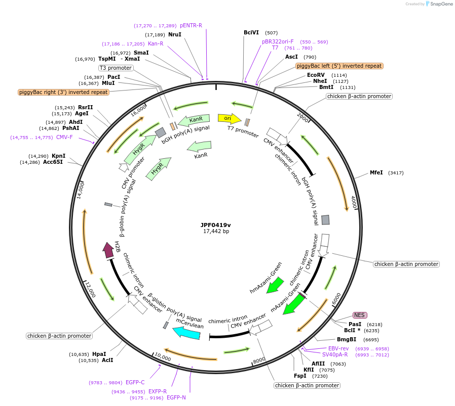 124021-plasmid-map-sequence-id-262675