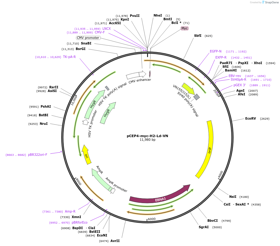 135520-plasmid-map-sequence-id-262678