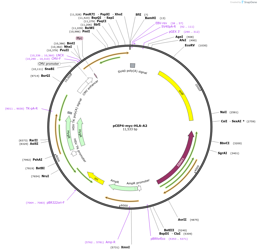 135504-plasmid-map-sequence-id-262683