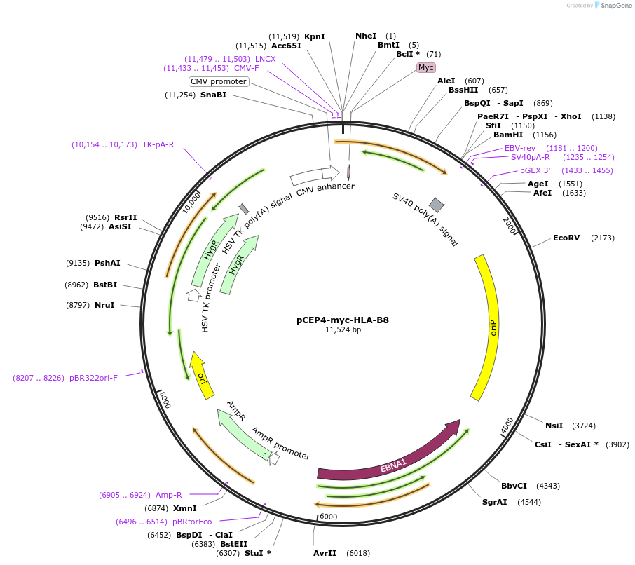 135512-plasmid-map-sequence-id-262684