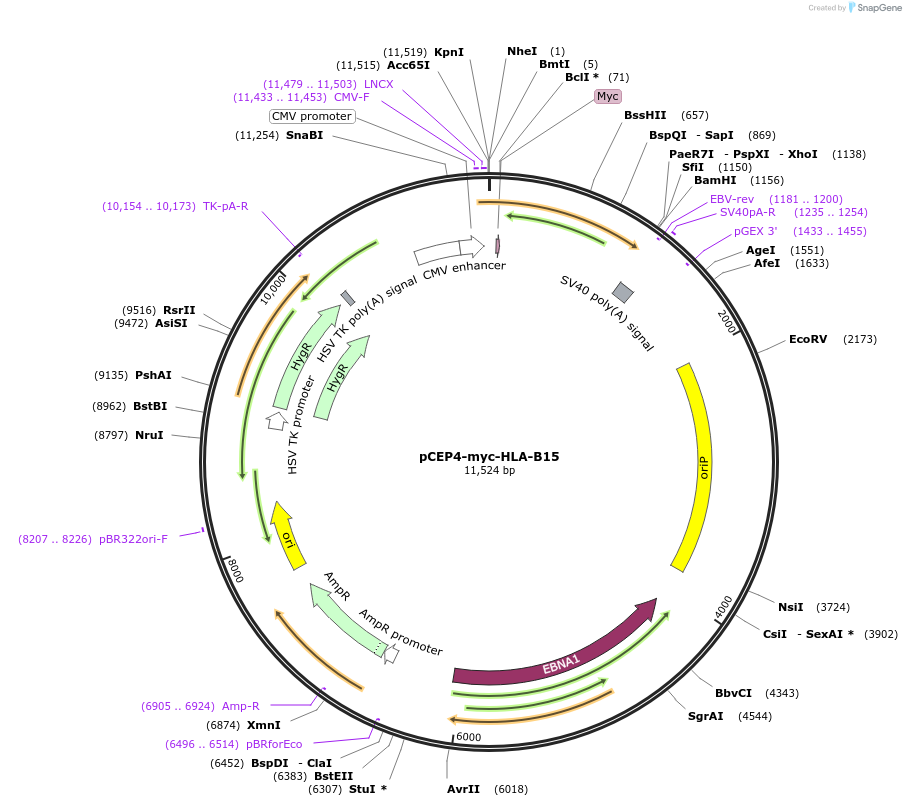 135513-plasmid-map-sequence-id-262686