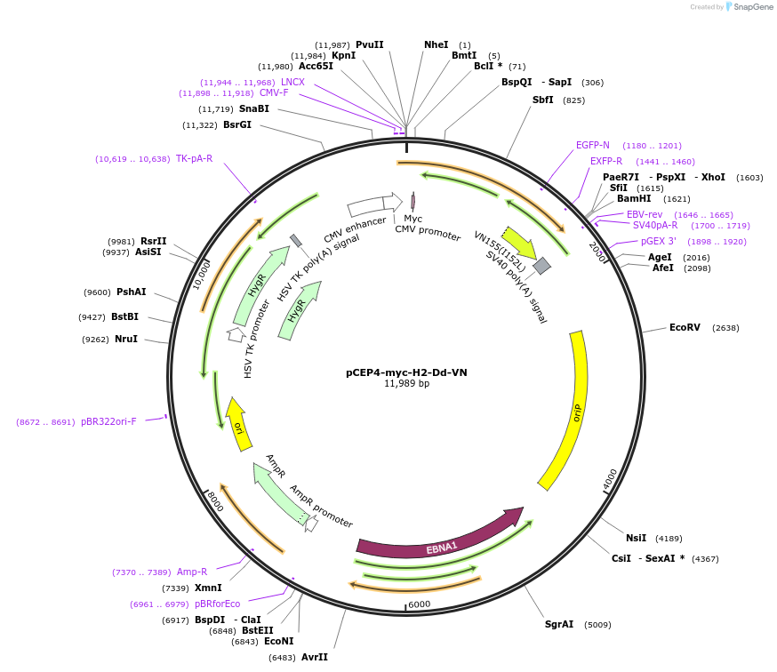 135517-plasmid-map-sequence-id-262687
