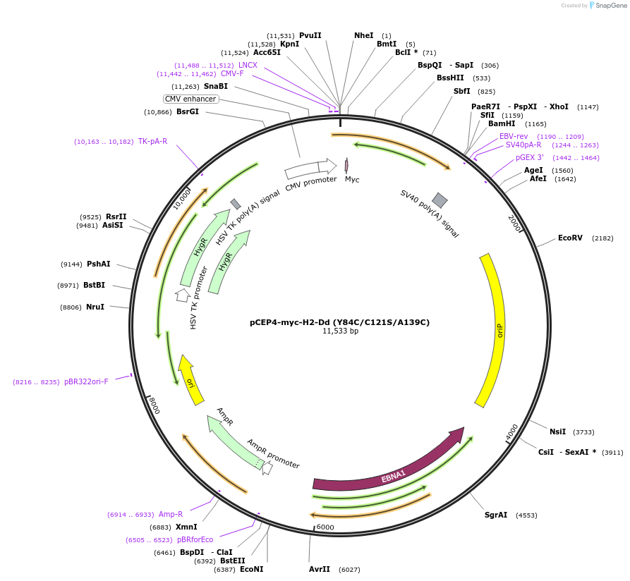136063-plasmid-map-sequence-id-262689