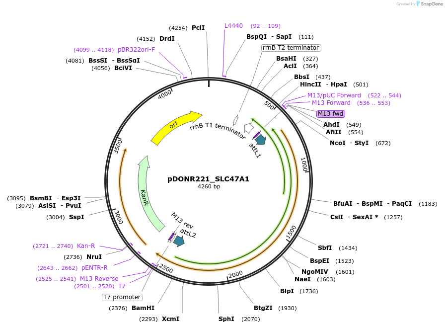 132227-plasmid-map-sequence-id-262701