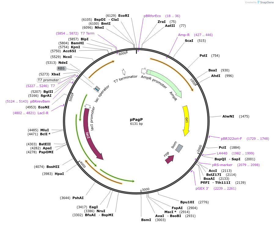 112125-plasmid-map-sequence-id-262706