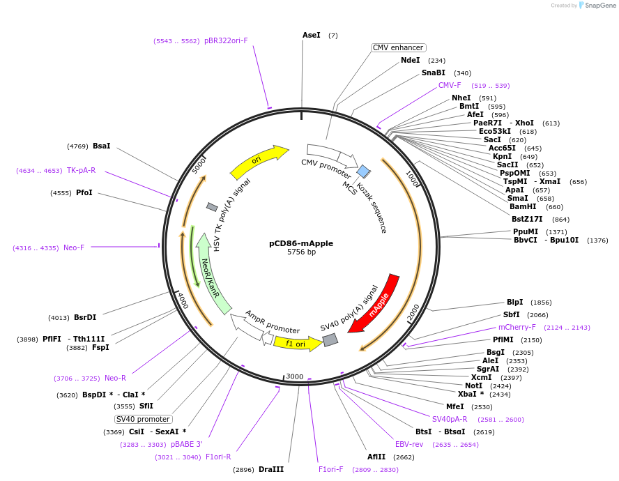 133859-plasmid-map-sequence-id-262740