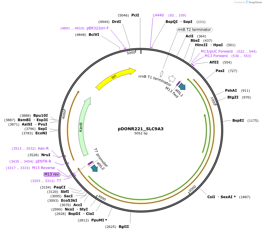 132234-plasmid-map-sequence-id-262890