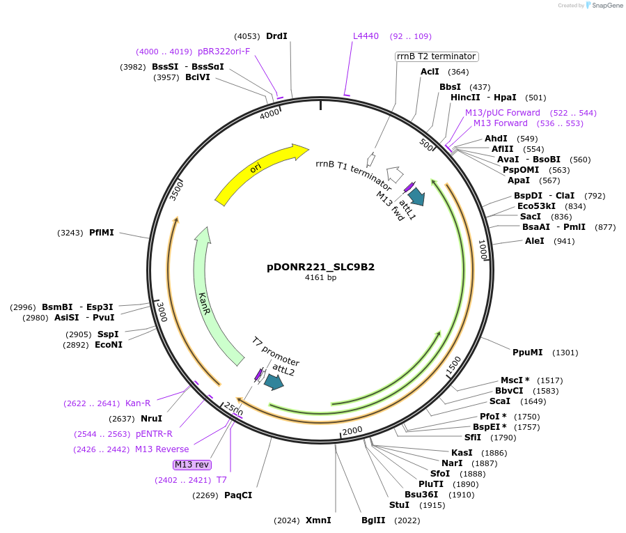 132235-plasmid-map-sequence-id-262891
