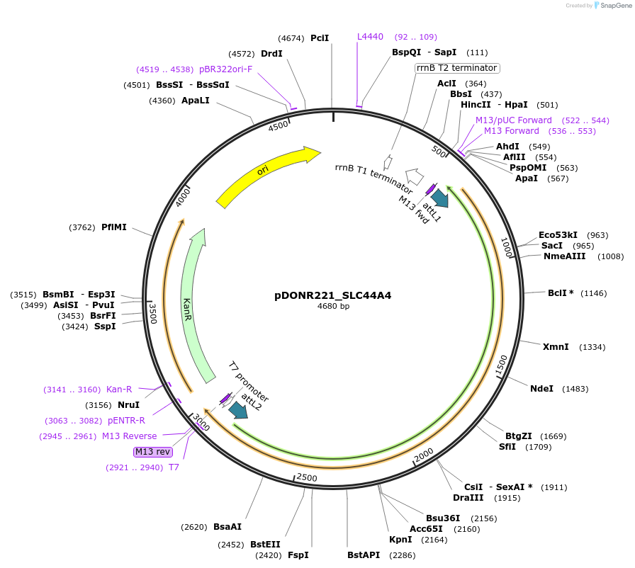 132238-plasmid-map-sequence-id-262894