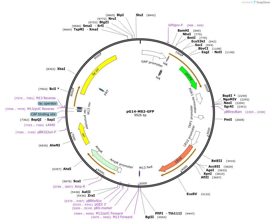 27117-plasmid-map-sequence-id-262905
