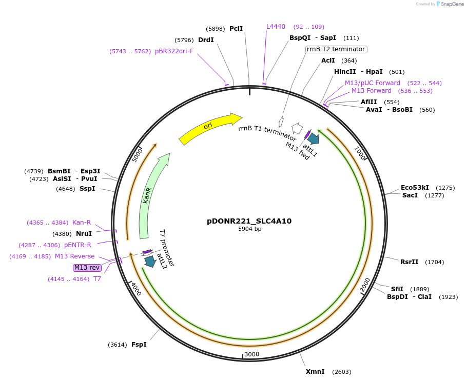 132308-plasmid-map-sequence-id-262917