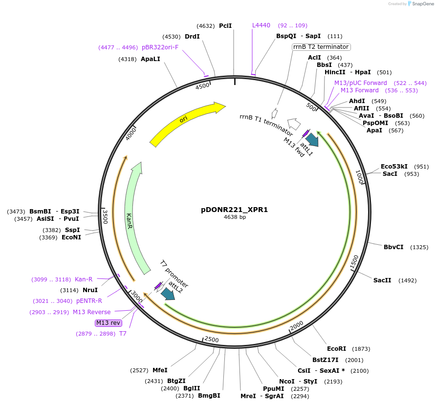 132306-plasmid-map-sequence-id-262921