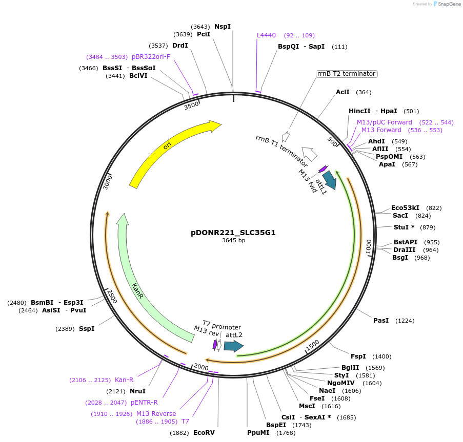 132061-plasmid-map-sequence-id-262929