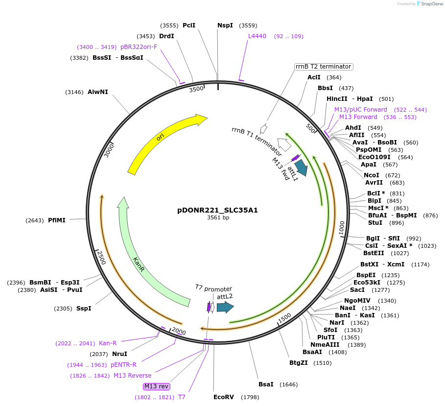 132064-plasmid-map-sequence-id-262932