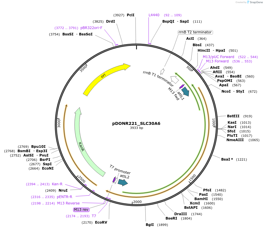 132065-plasmid-map-sequence-id-262933