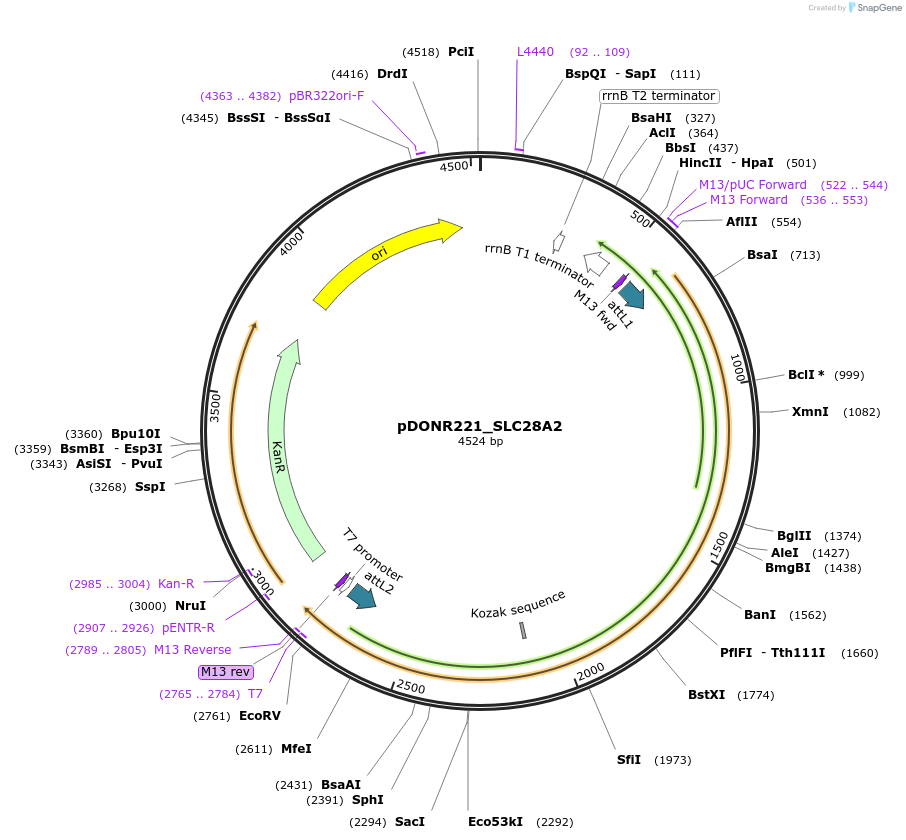 132068-plasmid-map-sequence-id-262936