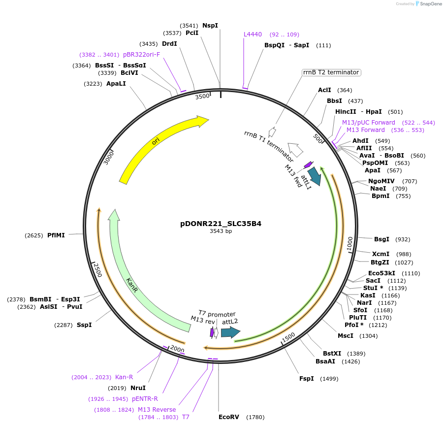 132075-plasmid-map-sequence-id-262963